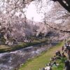 【野川】は花見の穴場だった！桜を見ながら22キロ歩いてみた。