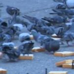 鳩がベランダにきてホーホーうざいのでカラスの人形を作ってみた話