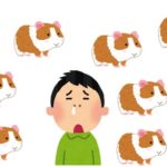 【症状】飼ったらモルモットアレルギーだった話【対策】鼻水&目が痒い等